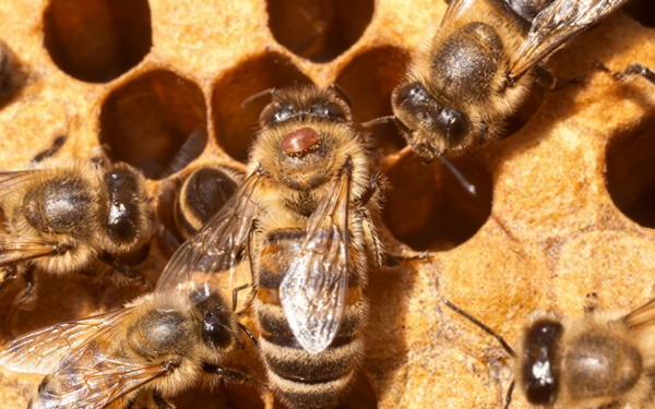 What happens if we do nothing about Varroa