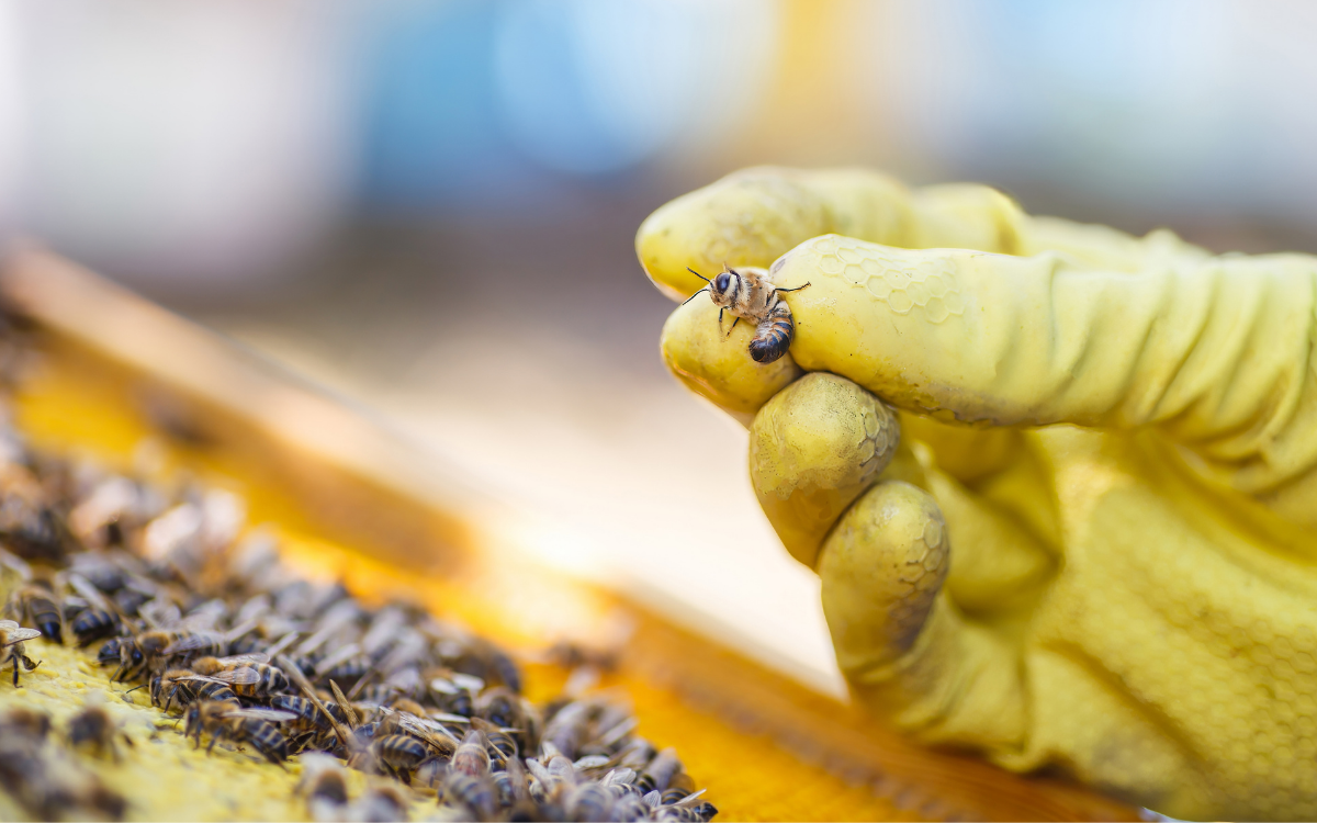 The $4.6 billion pollination problem facing Australian agriculture ...