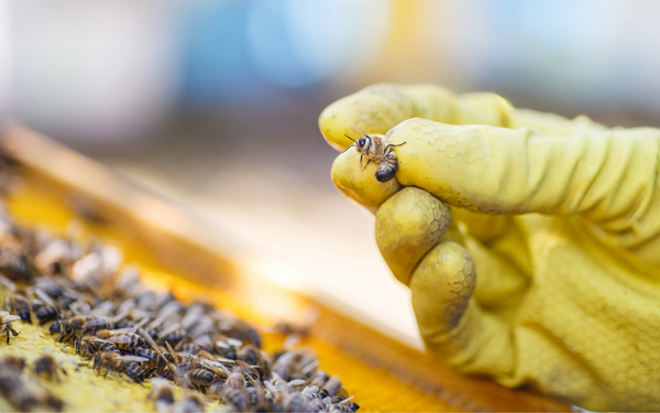 The $4.6 billion pollination problem facing Australian agriculture