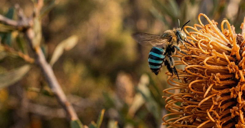 We care about native bees too