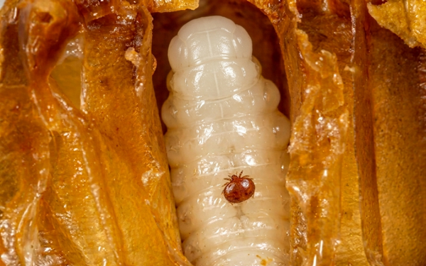What is the big deal with Varroa?