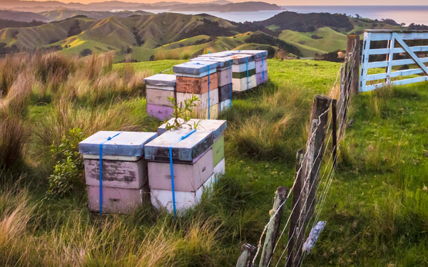 New Zealand Lost Its Wild Honey Bees to Varroa. Australia Is Next.