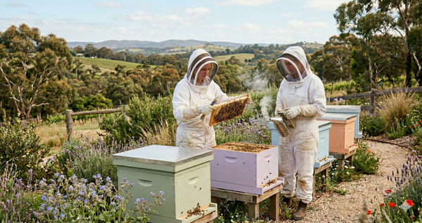 Why we don't move our hives. Ever.